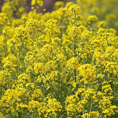 Brassica Juncea Seeds - Indian Mustard - MEDICINAL HEALER - 200+ Organic Seeds