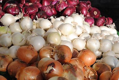 Potato Onions - RED, WHITE, AND YELLOW MIX - Great Variety Mix - 51 Bulbs / Sets