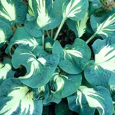 Hosta Plant - ANDREW - Unique Shade Plant - Deer and Rabbit Resistant - 2 Shoots
