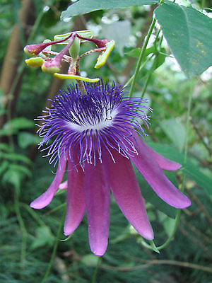 Passiflora Seeds - LOEFGRENII - Rare Climbing Vine, Passion Flower - 10 Seeds