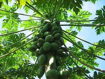 Papaya Seeds - MOON STAR - Makes a Great Tropical House Plant - 100+ Seeds
