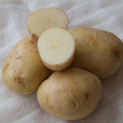 Potato Seed - *White* - Excellent choice for baked, fried, boiled - 20 Tubers! 