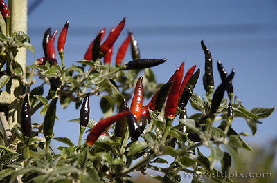 Pepper Seeds - BLACK COBRA CHILI - Hot!!!- Rare & Unusual - Gmo Free - 10 Seeds 