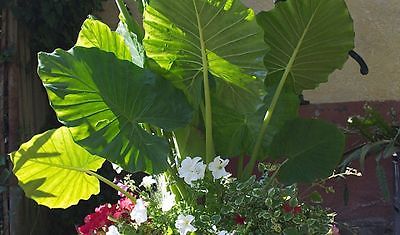 Taro Plant - Gigantic Leaves! - Tropical - Exotic - theseedhouse - 2 Bulbs