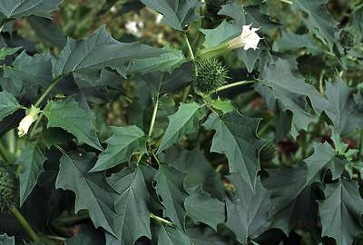 Datura Seeds - DATURA ALBA, THORN APPLE - Easy to Grow - Reseeds - 10 Seeds 