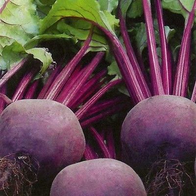 Beetroot Moulin Rouge Seeds - Ideal Source of Potassium - NON GMO - 50+ Seeds