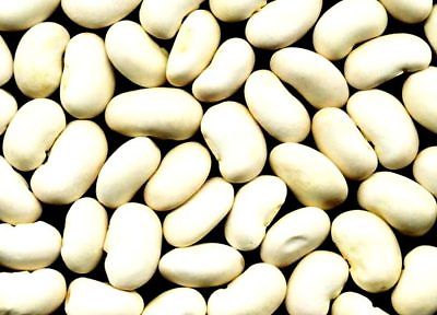 Bean Seeds - WHITE KIDNEY - Versatile Variety - theseedhouse - Organic- 50 Seeds