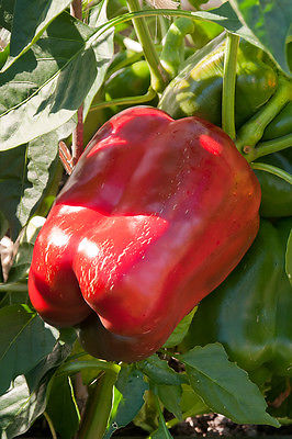Sweet Bell Pepper Seeds - BIG RED - Giant Sweet Bell Peppers - 10 Seeds 