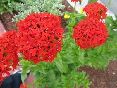 Lychnis Chalcedonica Seeds - BURNING LOVE  - Butterfly Perennial - 50+ Seeds 