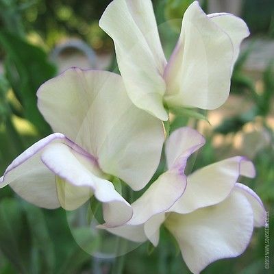 Sweet Pea Seeds - WHITE SWAN - Popular Variety - Attracts Hummingbirds- 10 Seeds