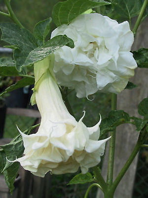 Datura Metel Seeds -Triple White Devil's Trumpet- Pure White Blooms - 200+ Seeds