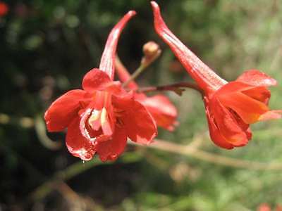 Larkspur Seeds - CARMINE RED - Deep Rose Flower Spikes- theseedhouse - 25 Seeds