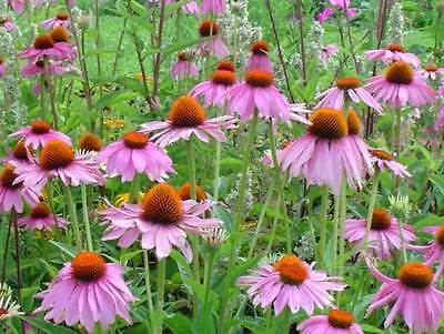 Echinacea Purpurea Seeds -Attracts Butterflies-Perennial Herb- 25+ Seeds     ƸӜƷ