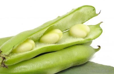Bean Seeds - SWEET LUPINI BEAN - RARE - Very Easy to Grow - GMO FREE - 10 Seeds
