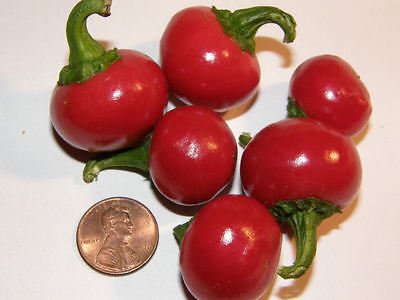 Pepper Seeds - CHERRY BOMB - Big, Bright Red Hot Cherry Peppers - 20+ Seeds 