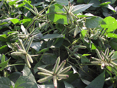 Bean Seeds -  URAD DAL - Easy to Grow - Indian Cuisine -  GMO FREE - 100 Seeds 