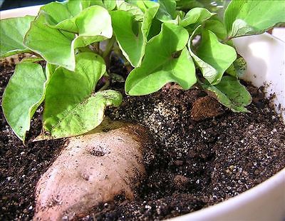 Sweet Potatoes - BEAUREGARD GALAXY -Great House Plant - Trailing Vine - 2 Tubers