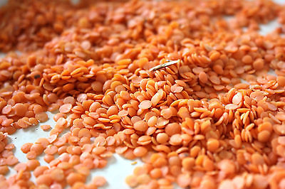 Lentil Seeds - PETITE CRIMSON - Rich Orange-Red Color - 100+ Untreated Seeds