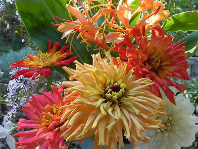 Zinnia Seeds ~ Giant Cactus ~  Large Feathery Petaled Blooms ~ 30+ Seeds ~ :) ~