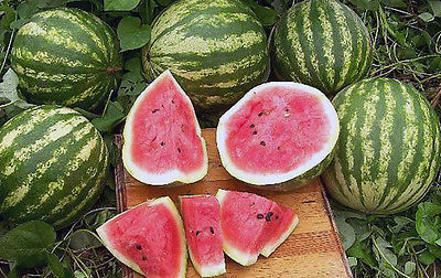 Watermelon Seeds - CRIMSON SWEET - Sweet Melon - GMO FREE - Vegetable -10 Seeds
