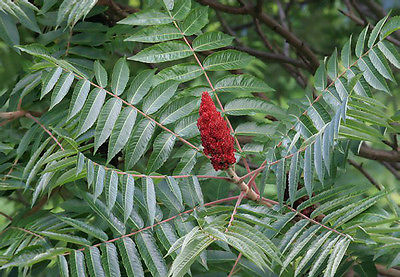 Rhus Typhina Seeds • Staghorn Sumac • Deciduous Shrub to Small Tree • 25+ Seeds•