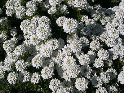 Snowflake Iberis Seeds - Evergreen Perennial - Drought Tolerant Plant - 10 Seeds