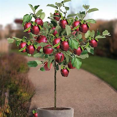 Dwarf Apple Tree Seeds - RED SPUR DELICIOUS - Miniature - Gmo Free - 20 Seeds