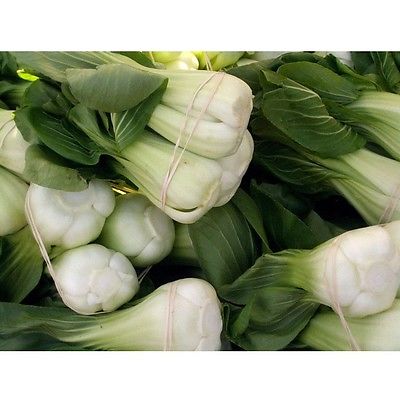 Asian Vegetable Seeds - MEL QING CHOI HYBRID - Shanghai Pak Choi - 50 Seeds
