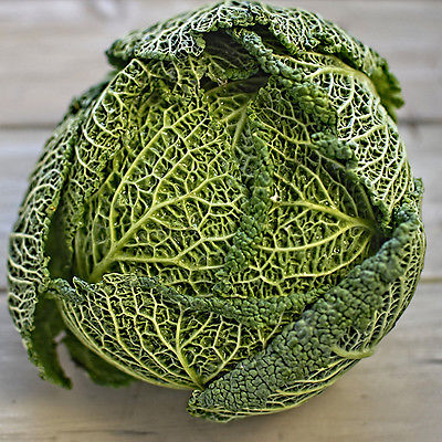 Cabbage Seeds - CHIEFTAIN SAVOY - Crinkled Leaves, Large Heads - 50 Seeds