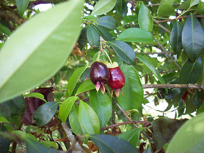 Cherry Tree Seeds - CHERRY OF THE RIO GRANDE - Purple - Black Fruit - 10 Seeds