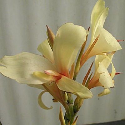 Canna Lily Bulb - CORA - Cannaceae - Hybrid - Attract Hummingbirds - Tropical