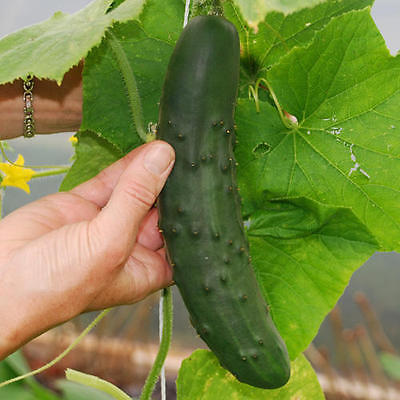 Cucumber Seeds- MARKETMORE - Great for Making Pickles - Gmo Free- 200+ Seeds    