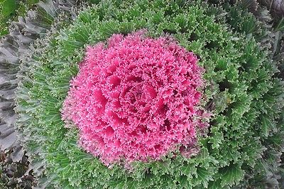 Flowering Kale - GLAMOUR RED F1 - Very Easy to Grow - 25 Untreated Seeds