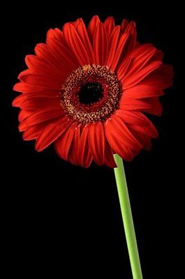 Gerbera Daisy Seeds - CALIFORNIA GIANT RED - Eye Catching Blooms - 10 Seeds