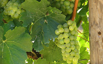 Grape Seeds - DAUPHINE - White Fruit  - NON GMO - MEDICINAL BENEFITS  - 30 Seeds