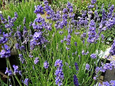 Lavender Seeds - BLUE CUSHION - Dwarf English Lavender - Butterflies - 25 Seeds