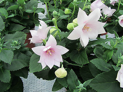 Balloon Flower Seeds - ASTRA SEMI-DOUBLE PINK - Perennial Platycodon -10 Seeds