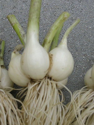 Potato Onions - WHITE Multiplier Onion - Winter Survivor - Mild Taste - 20 Bulbs