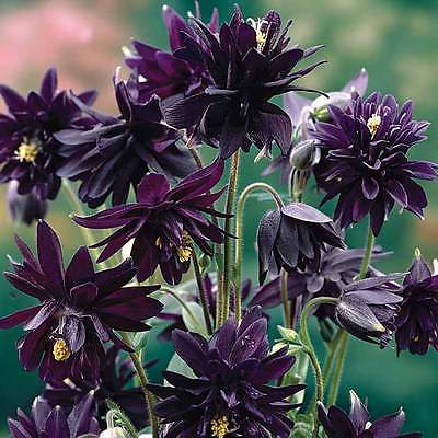 Columbine Seeds - BLACK BARLOW - Winter Hardy Heirloom - Perennial - 10 Seeds