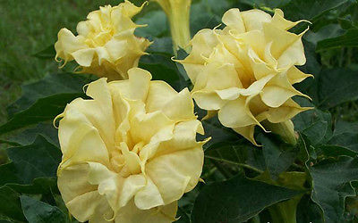 Datura Metel  Seeds - TRIPLE YELLOW - Annual - Tropical Plant- 20 Seeds 