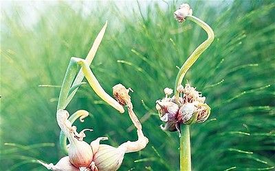 Egyptian Tree Onions - Top Setting Onion - Allium - Easy to Grow - 8 Bulbils 