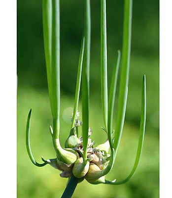 Egyptian Tree Onions - Top Setting Onion - Allium - Easy to Grow - 6 Bulbils 