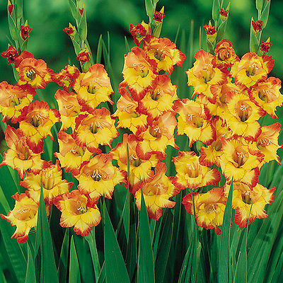 Gladiolus Bulbs - PRINCESS MARGARET ROSE - Sword Lily - Gladioli - 6 Fresh Bulbs