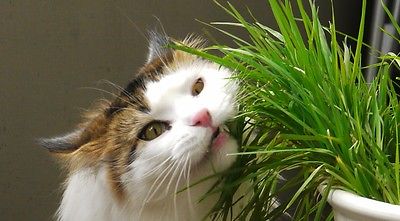 Organic Cat Grass Seeds - Rye - Great for Digestive System - 1 lb. Seeds  =^..^=