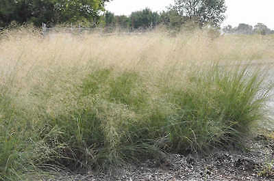 Ornamental Grass Seeds - WIND DANCER - Eragrostis - Love Grass - 10 Seeds