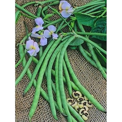 Peas Seeds- Dixie Lee Crowder Cow Peas - High Yielding, Easy to Grow - 50 Seeds 