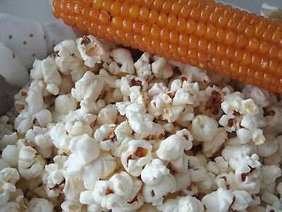 Robust Hybrid Popcorn Seeds - Zea Mays - Microwave Popcorn - Gmo Free- 100 Seeds