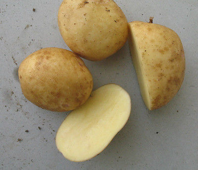Potato Seed - YUKON GOLD - Beautiful Golden Colored Flesh - 20 Tubers