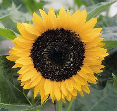 Sunflower Seeds - SOLARA - Helianthus Annuus - Pollen Free Annual - 10 Seeds
