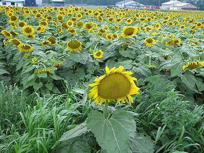 Sunflower Seeds - MAMMOTH RUSSIAN - Helianthus Annuus - GIGANTIC - 10 Seeds